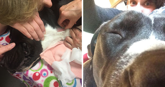 Today My Dog Donated Blood And I Took A Few Photos To Show How Easy It Is