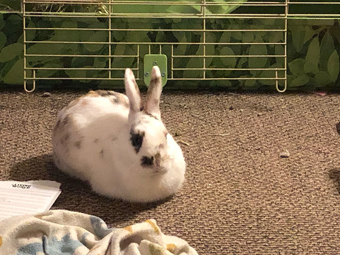 Bunny Owner Explains Why You Shouldn't Get One Before Easter