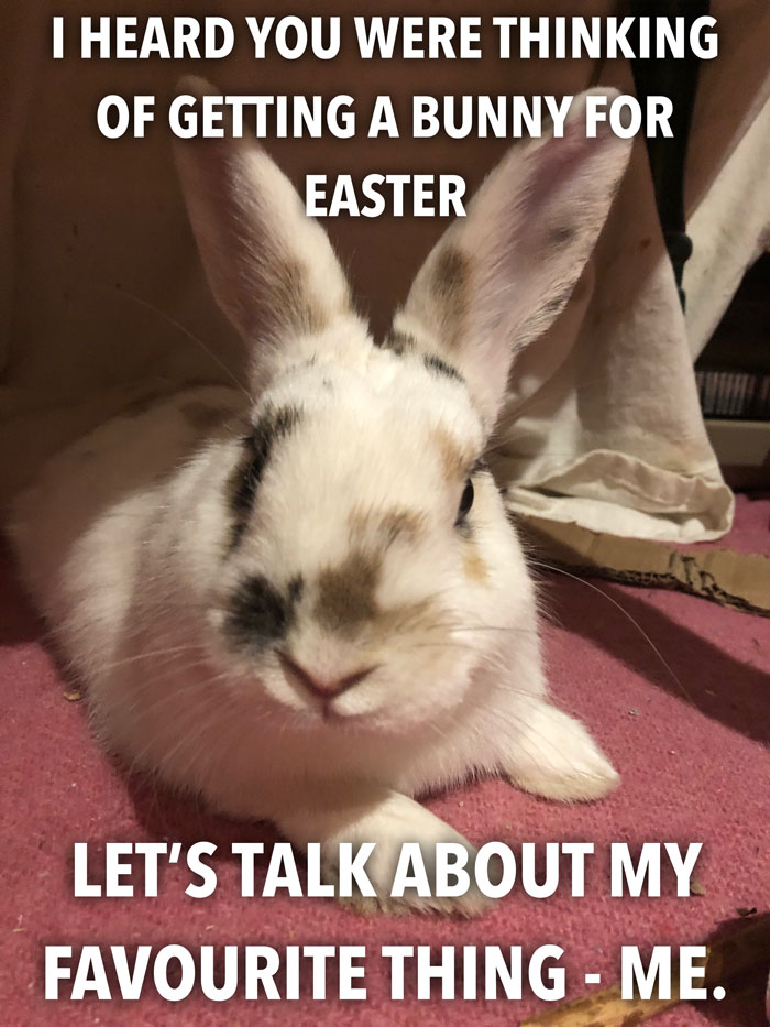 Bunny Owner Explains Why You Shouldn't Get One Before Easter