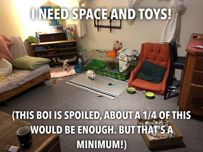 Bunny Owner Explains Why You Shouldn't Get One Before Easter