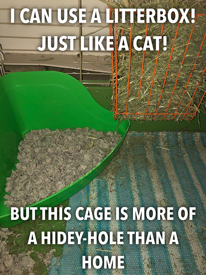 Bunny Owner Explains Why You Shouldn't Get One Before Easter