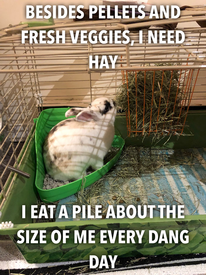 Bunny Owner Explains Why You Shouldn't Get One Before Easter