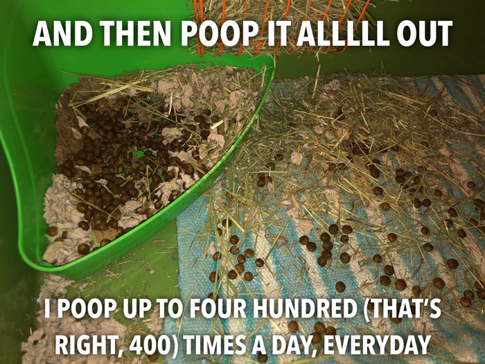 Bunny Owner Explains Why You Shouldn't Get One Before Easter Bunny Owner Explains Why You Shouldn't Get One Before Easter