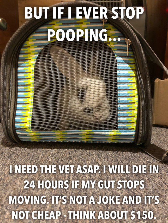 Bunny Owner Explains Why You Shouldn't Get One Before Easter Bunny Owner Explains Why You Shouldn't Get One Before Easter