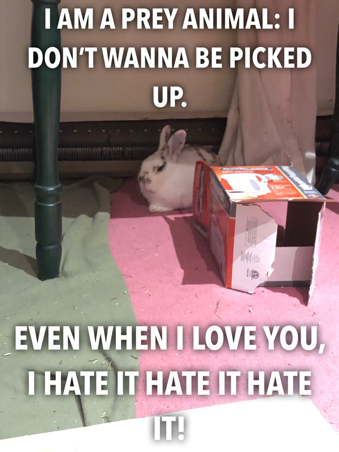 Bunny Owner Explains Why You Shouldn't Get One Before Easter Bunny Owner Explains Why You Shouldn't Get One Before Easter