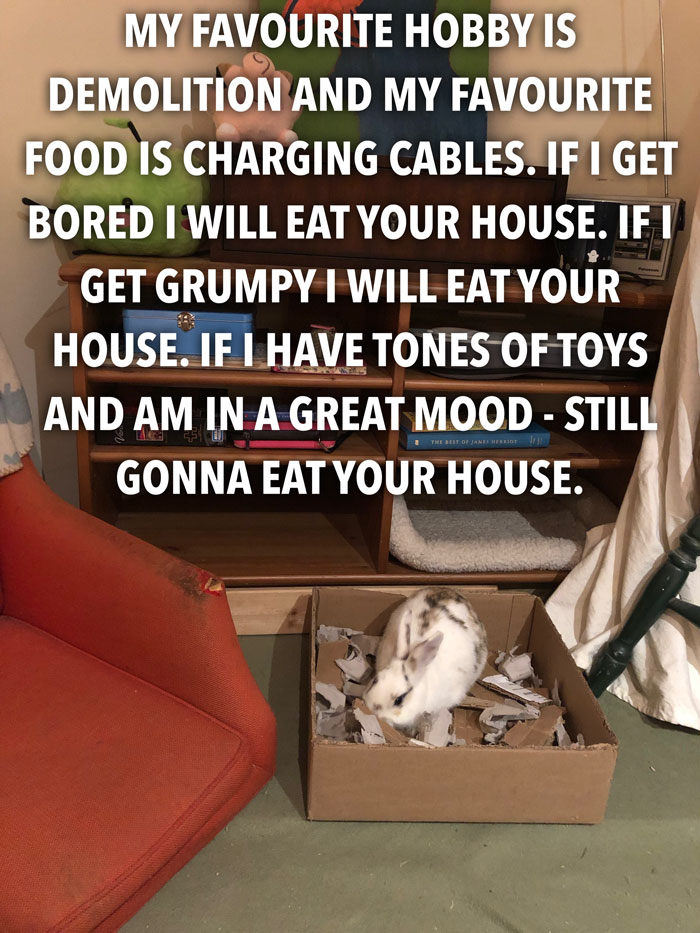 Bunny Owner Explains Why You Shouldn't Get One Before Easter