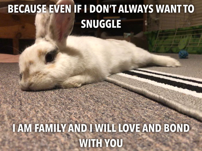 Bunny Owner Explains Why You Shouldn't Get One Before Easter