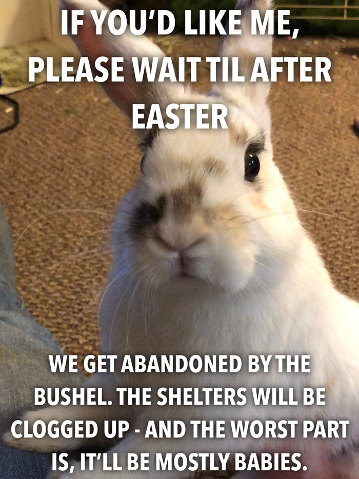 Bunny Owner Explains Why You Shouldn't Get One Before Easter