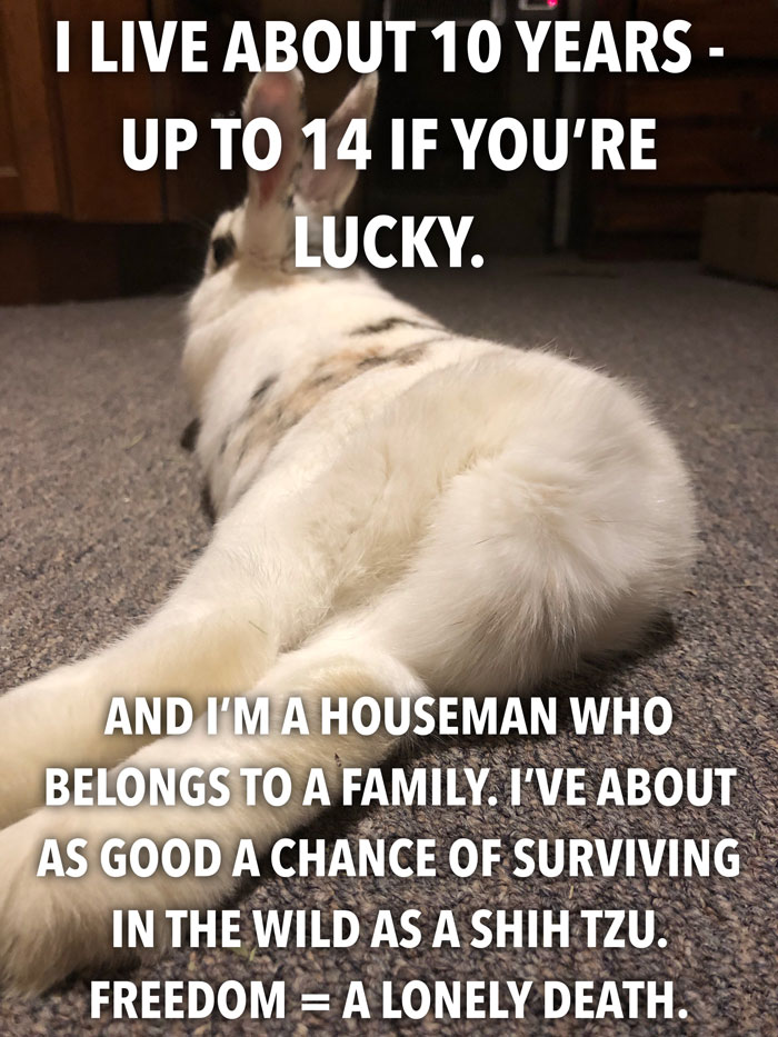 Bunny Owner Explains Why You Shouldn't Get One Before Easter