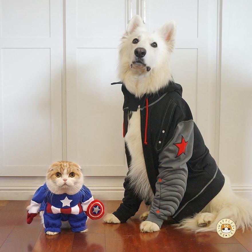 Barky Barnes And Captain Ameowrica