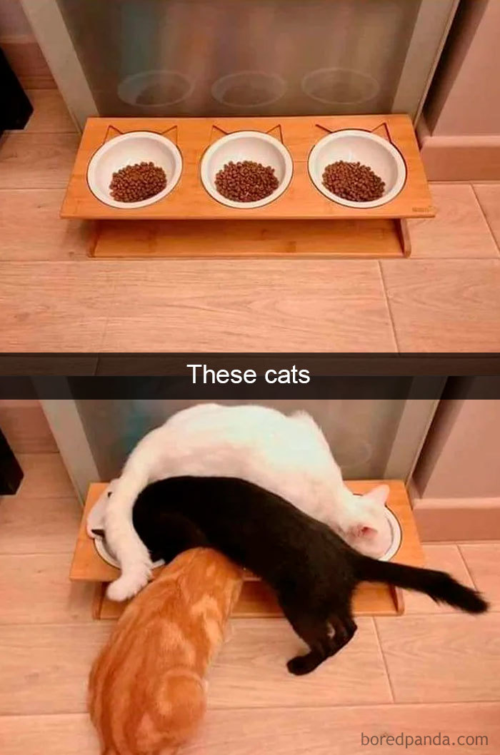 Cat-Snapchats