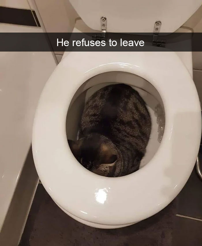 Cat-Snapchats