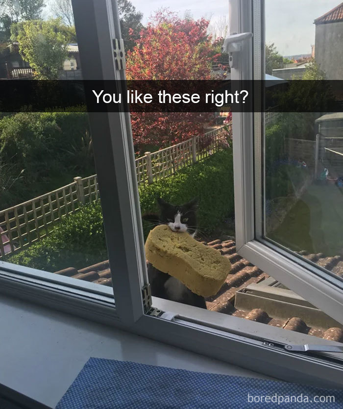 Cat-Snapchats