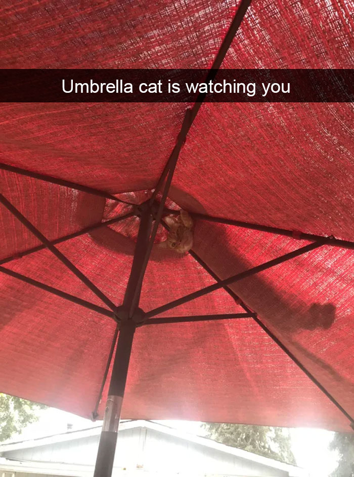 Cat-Snapchats