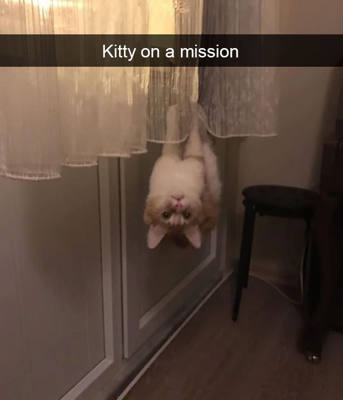 Cat-Snapchats