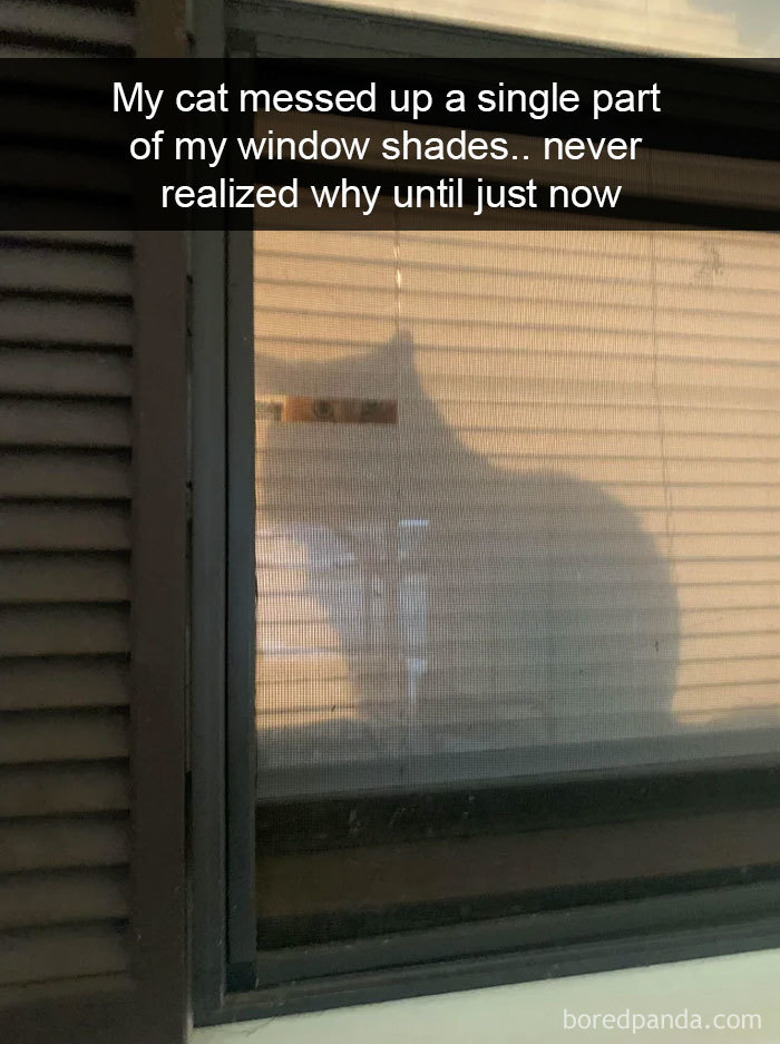 Cat-Snapchats