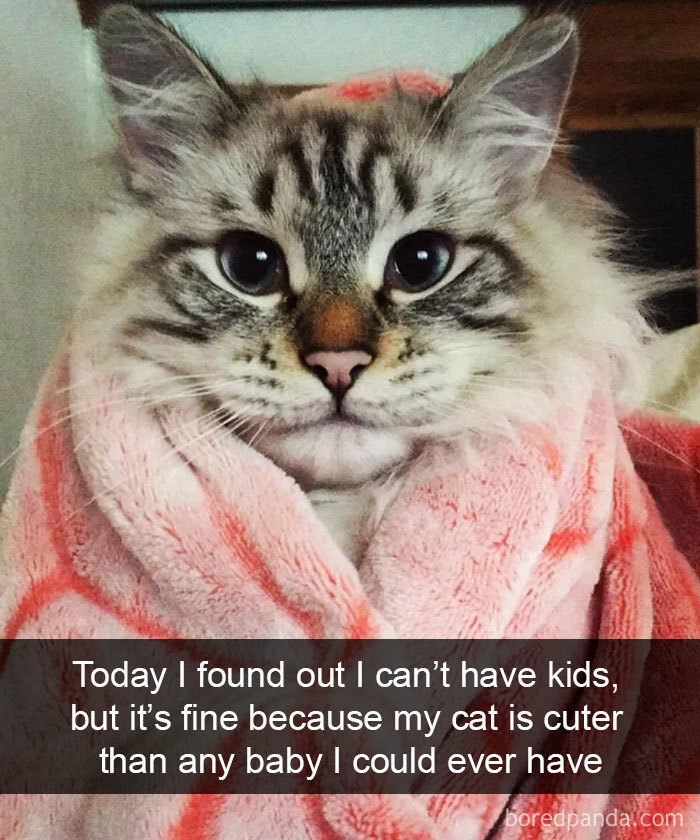 Cat-Snapchats