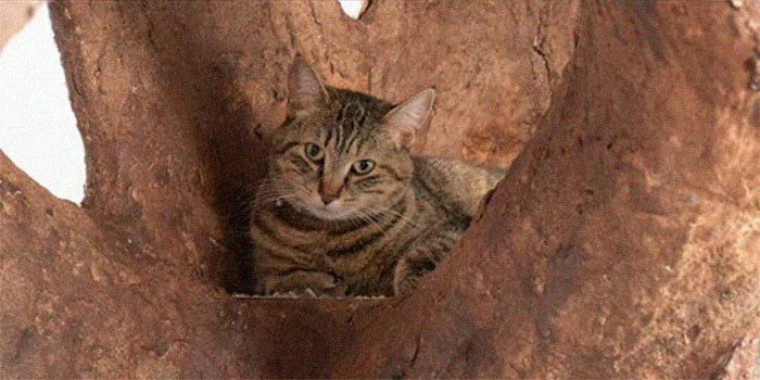 Man Creates Indoor Fake Tree For A Cat, And The Master Approves Of It