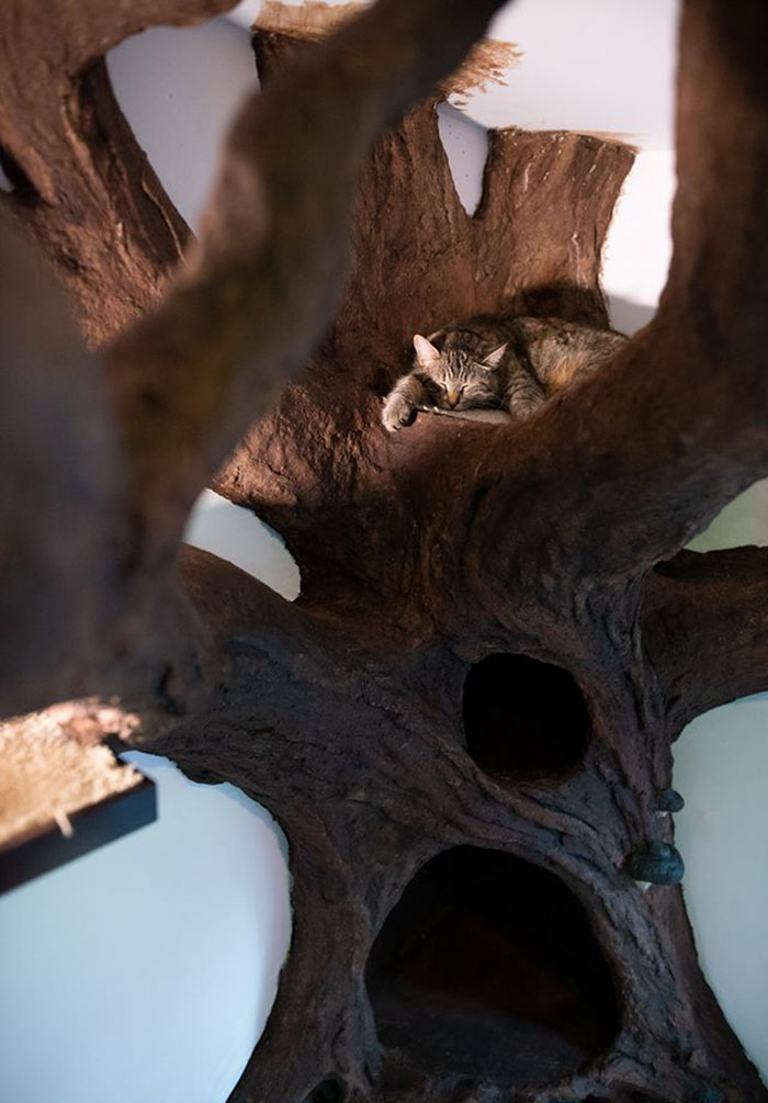 Man Creates Indoor Fake Tree For A Cat, And The Master Approves Of It