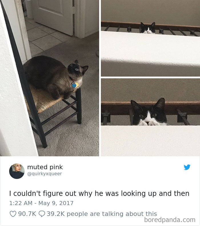 Cat Tweets