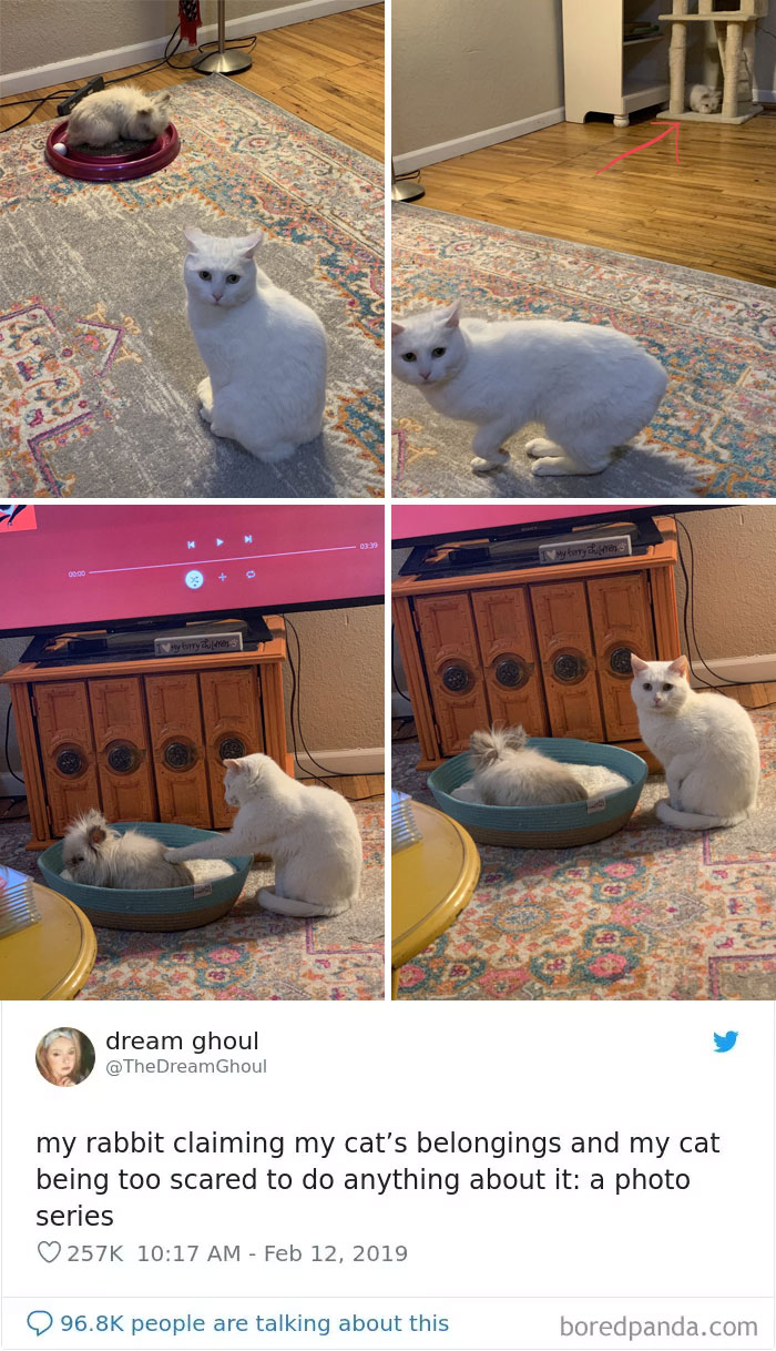 Cat-Tweets