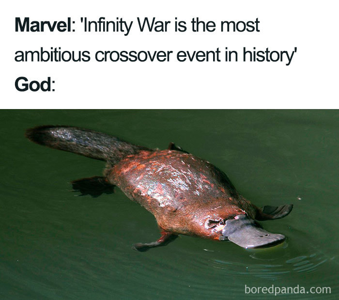 Platypus swimming with humorous text about ambitious crossover events, highlighting funny Christian memes.
