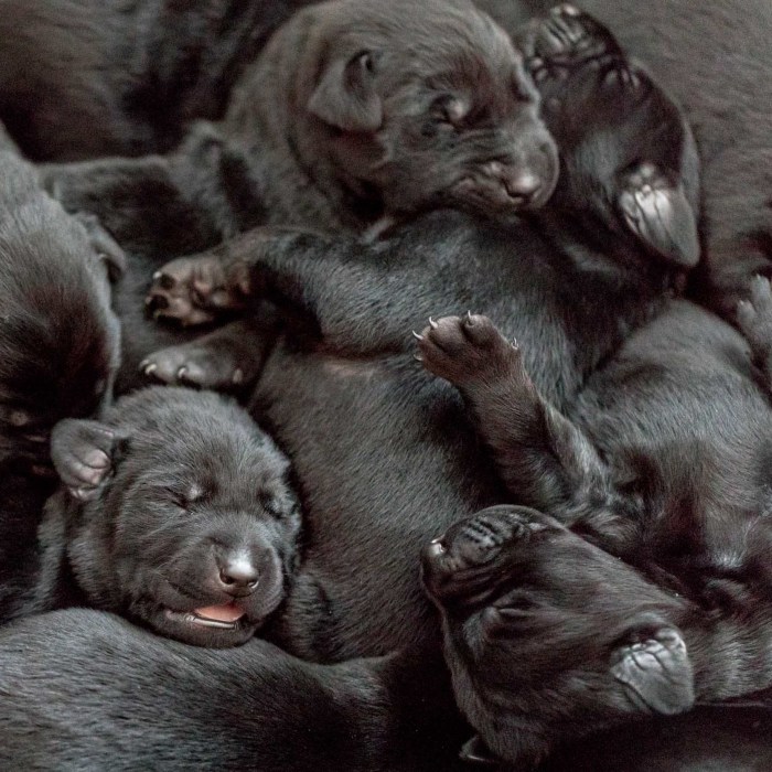 Our Family Adopted A Young Labrador And She Surprised Us With 12 Puppies