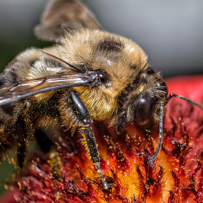 I Capture Bees In My Macro Photos