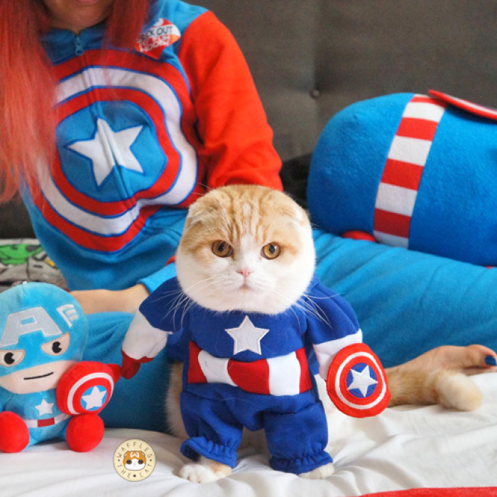 Cute Cat Cosplays As Marvel Characters