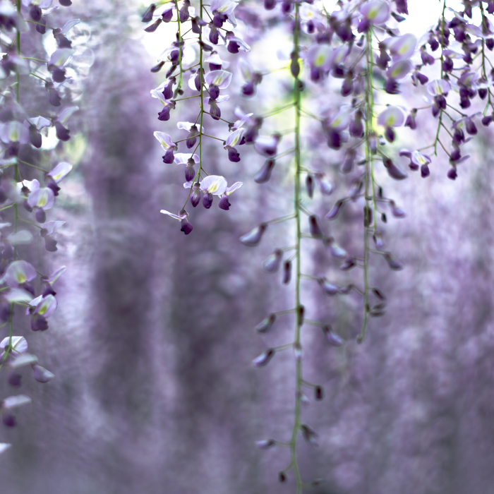 I Photographed The Cool Wisteria