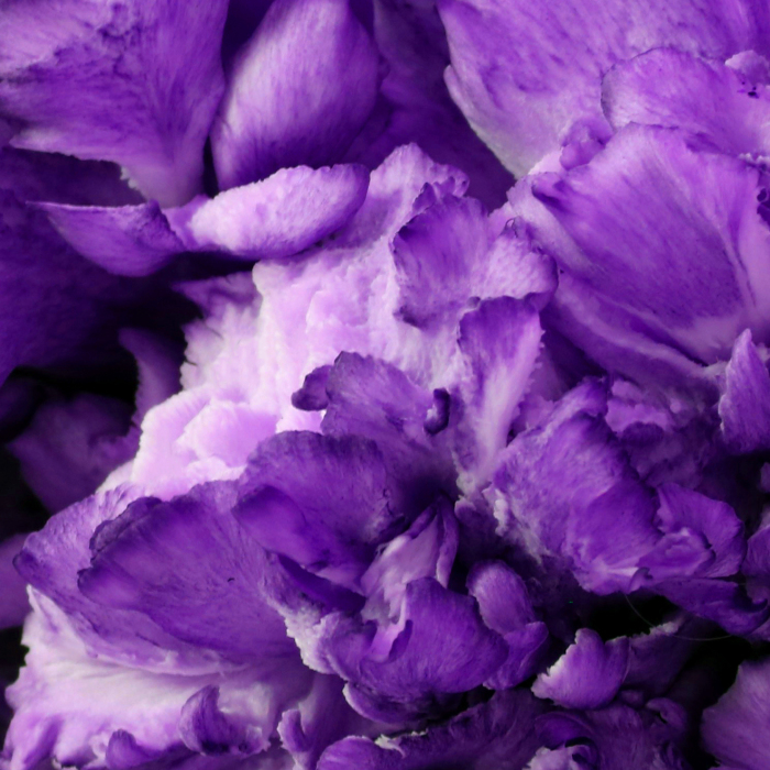 Coral Reefs Or Broccoli?