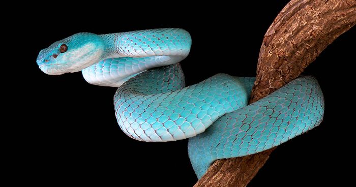 22 Pics Of The Most Flamboyant And Dangerous Creatures Taken By Dutch Photographer