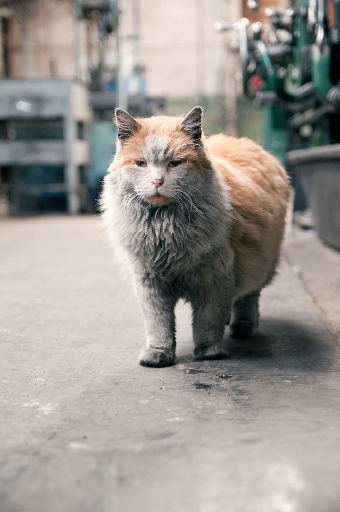 Meet 'Dirt', The Nevada Railway Cat That Always Looks Like He Needs A Bath