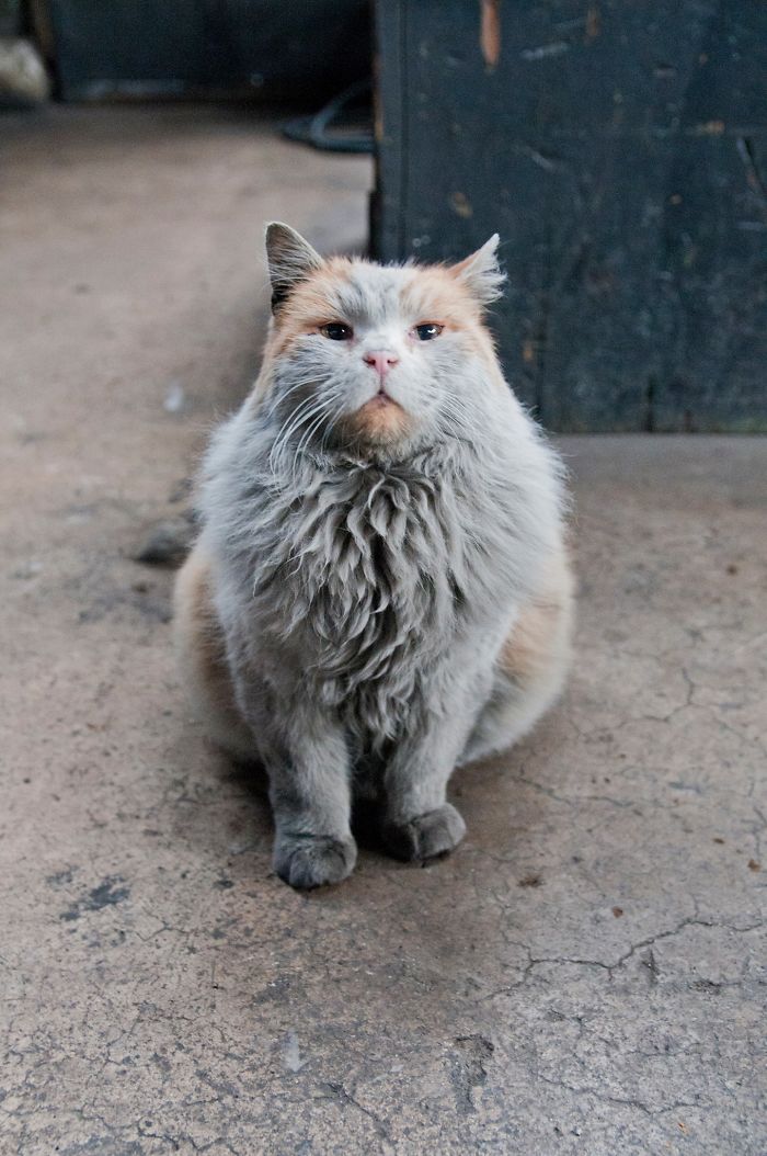 Meet 'Dirt', The Nevada Railway Cat That Always Looks Like He Needs A Bath Meet 'Dirt', The Nevada Railway Cat That Always Looks Like He Needs A Bath