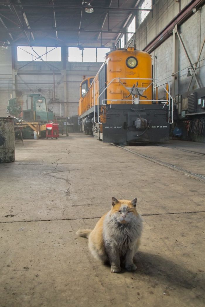 Meet 'Dirt', The Nevada Railway Cat That Always Looks Like He Needs A Bath