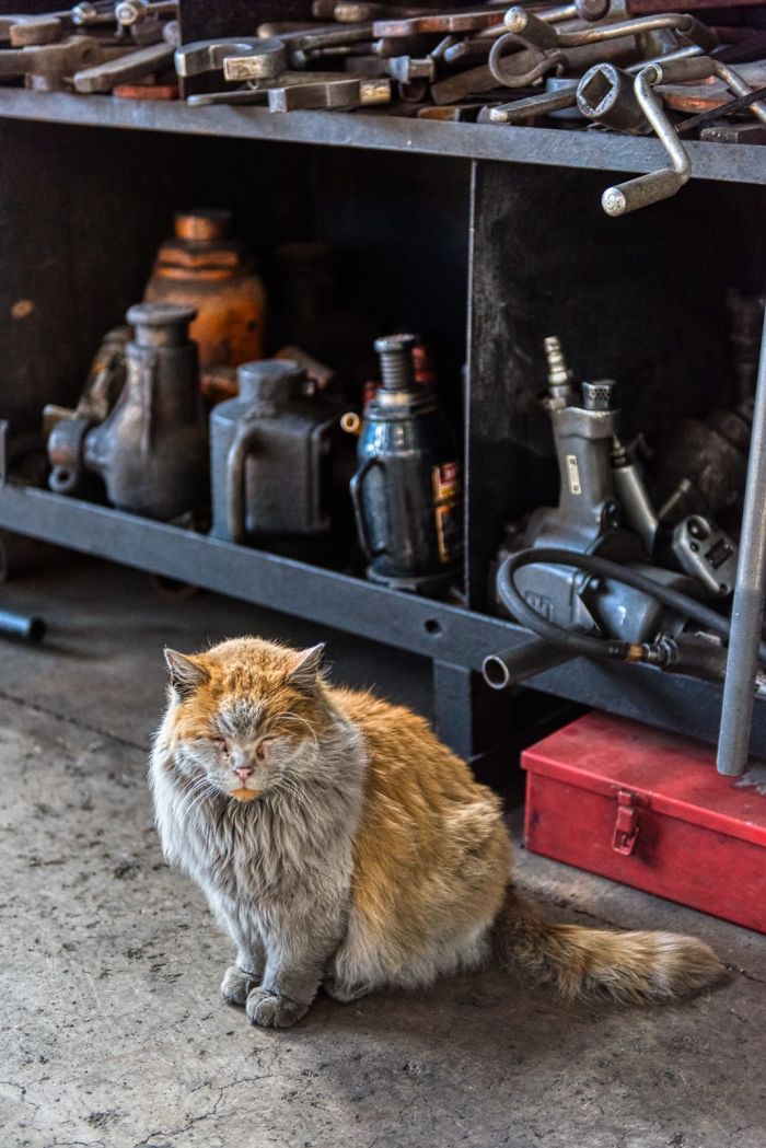 Meet 'Dirt', The Nevada Railway Cat That Always Looks Like He Needs A Bath