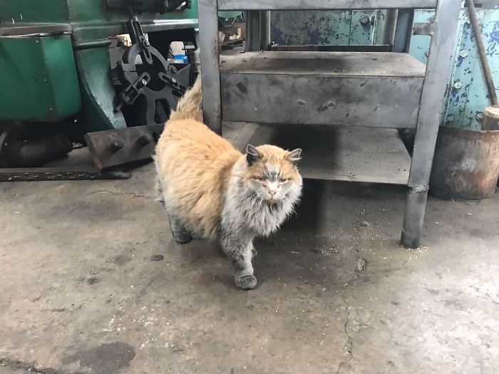Meet 'Dirt', The Nevada Railway Cat That Always Looks Like He Needs A Bath