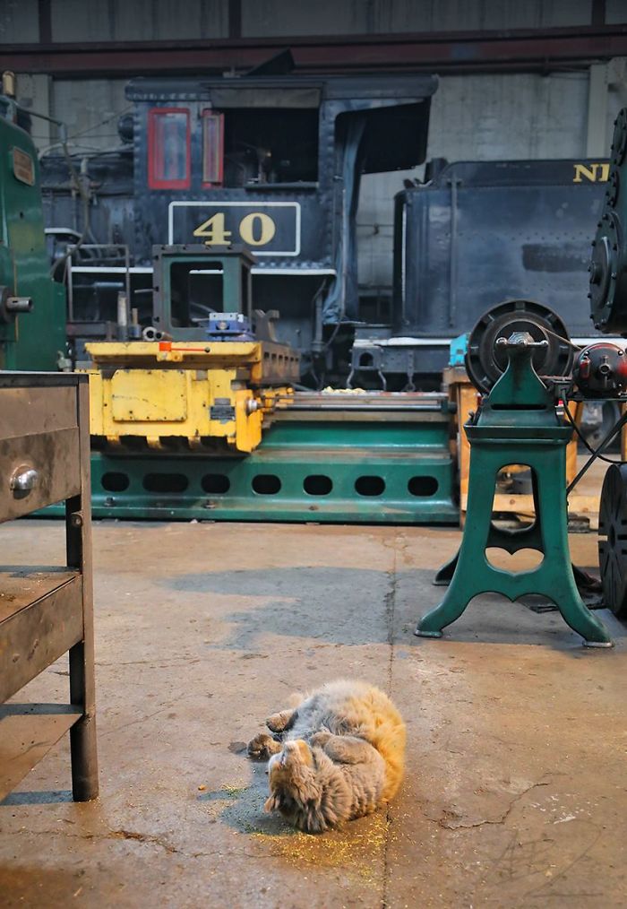 Meet 'Dirt', The Nevada Railway Cat That Always Looks Like He Needs A Bath Meet 'Dirt', The Nevada Railway Cat That Always Looks Like He Needs A Bath
