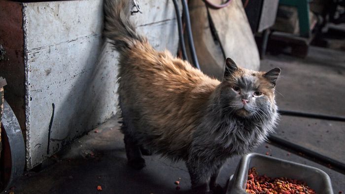 Meet 'Dirt', The Nevada Railway Cat That Always Looks Like He Needs A Bath
