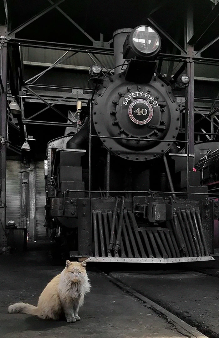 Meet 'Dirt', The Nevada Railway Cat That Always Looks Like He Needs A Bath