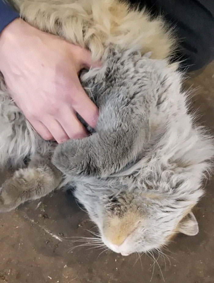 Meet 'Dirt', The Nevada Railway Cat That Always Looks Like He Needs A Bath