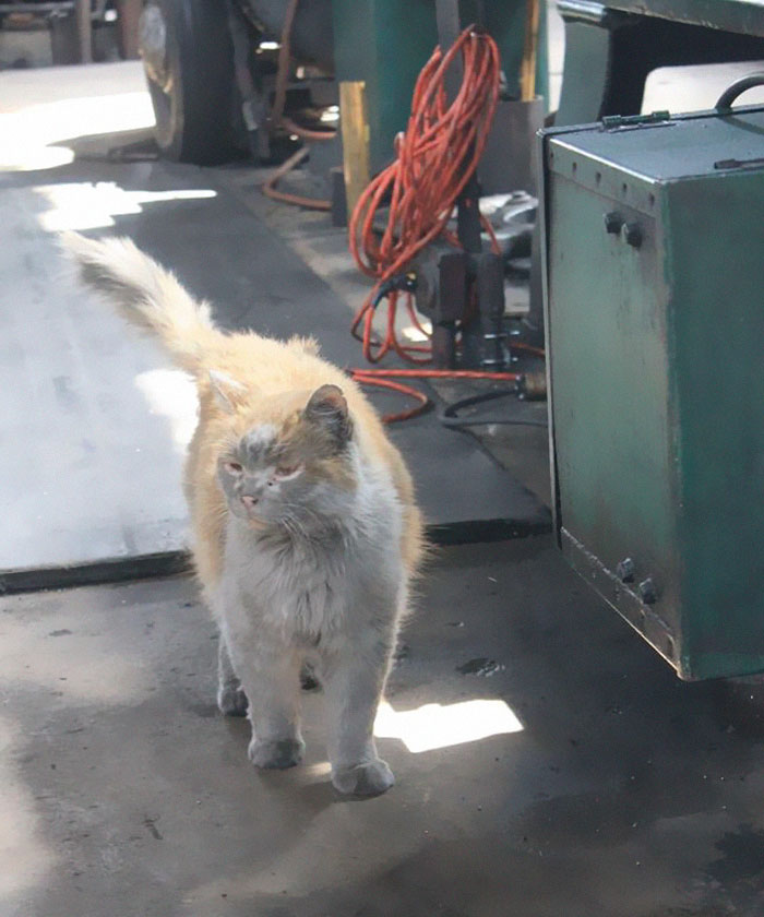 Meet 'Dirt', The Nevada Railway Cat That Always Looks Like He Needs A Bath