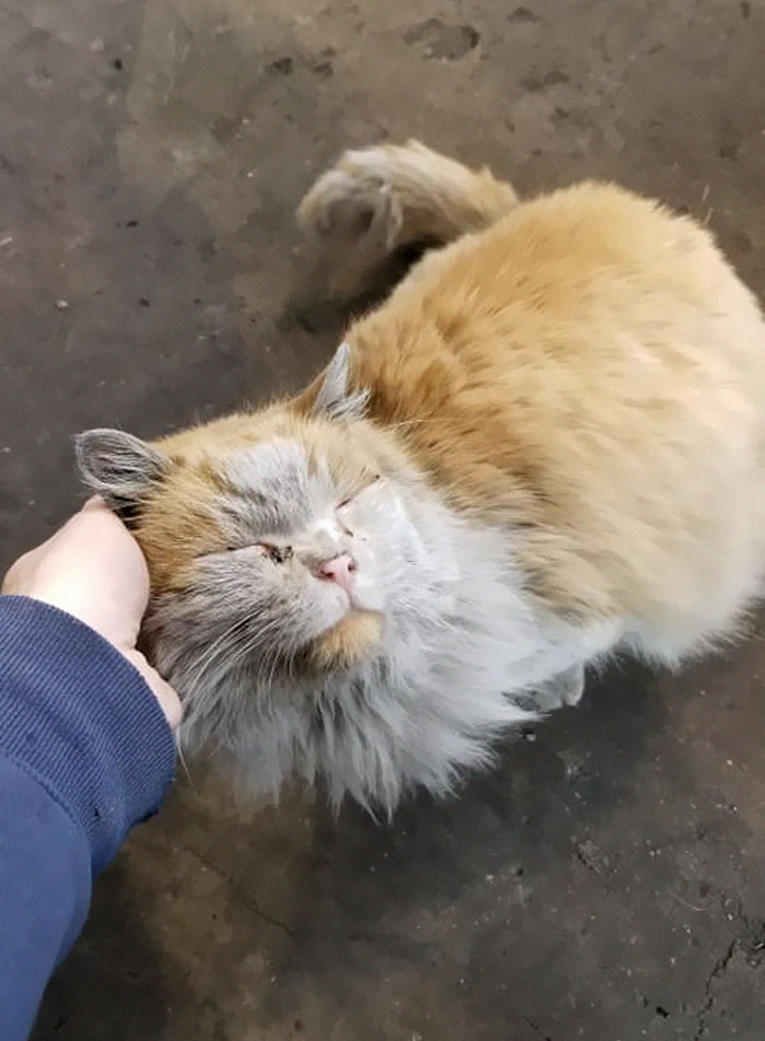 Meet 'Dirt', The Nevada Railway Cat That Always Looks Like He Needs A Bath