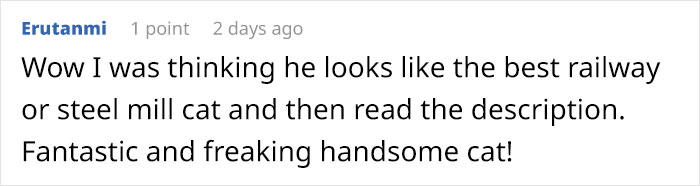 Meet 'Dirt', The Nevada Railway Cat That Always Looks Like He Needs A Bath