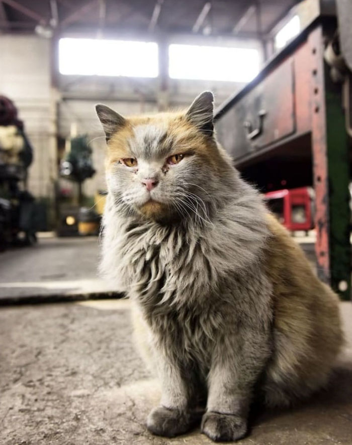 Meet 'Dirt', The Nevada Railway Cat That Always Looks Like He Needs A Bath