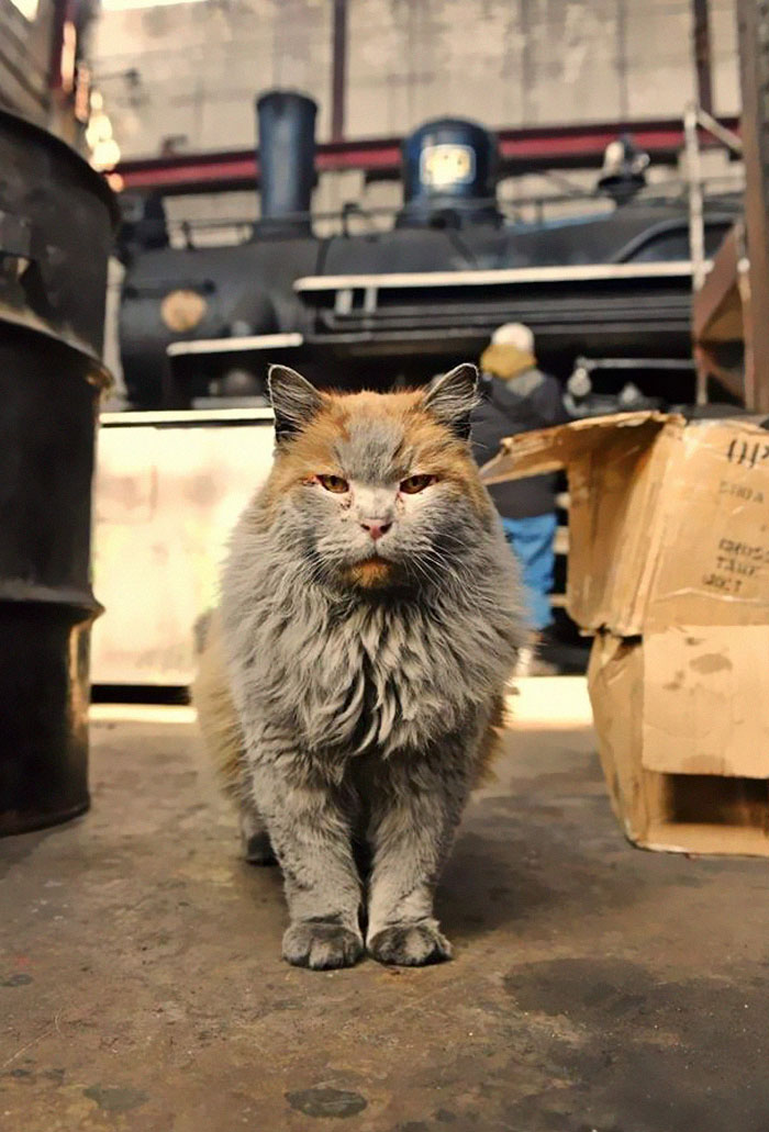 Meet 'Dirt', The Nevada Railway Cat That Always Looks Like He Needs A Bath