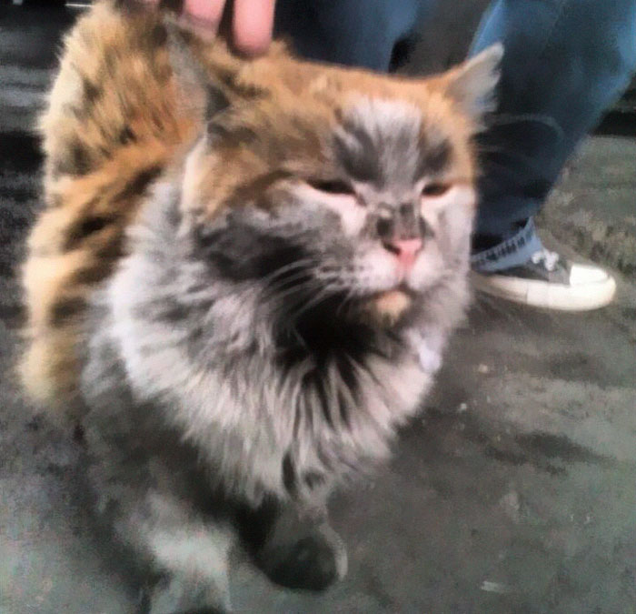 Meet 'Dirt', The Nevada Railway Cat That Always Looks Like He Needs A Bath