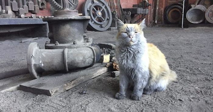 Meet ‘Dirt’, The Nevada Railway Cat That Always Looks Like He Needs A Bath