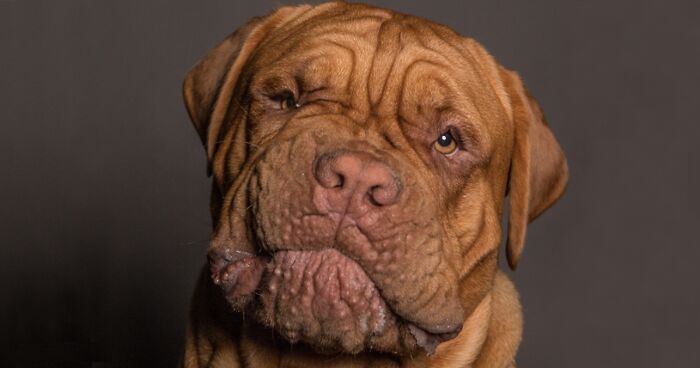 We Capture The Emotions Dogs Express With Their Faces (24 Pics)