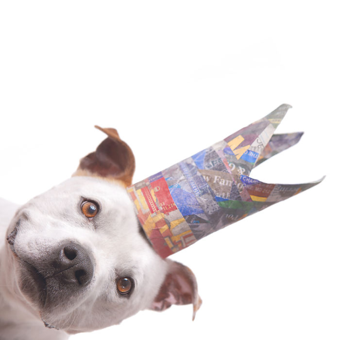 I Make Cute Hats For Dogs Out Of Trash To Prove That All Shelter Pets Deserve A Second Chance (26 Puppy Pics)